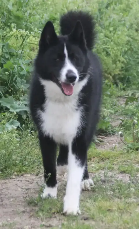 Chien D'Ours De Carelie  Chiot N°1 Du Clos De Rivet 3501a photo 2