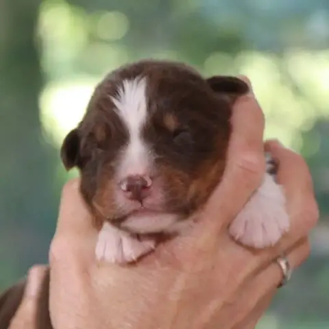 Berger Australien  Chiot 1 Des Bergers De La Tribu De 795c4