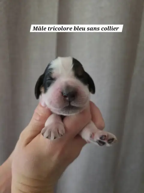 Cocker Spaniel Anglais  Sans Collier Du Domaine De L' 289ba