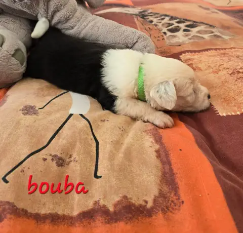 Bobtail  Bouba Du Royaume De Plume photo 3