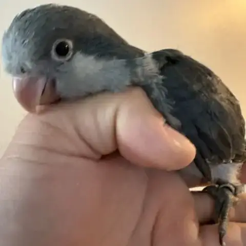 Conure Souris Eam
