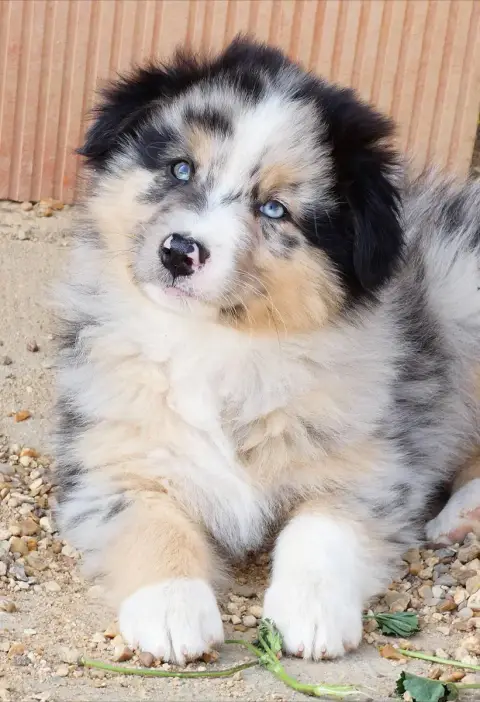 Berger Australien  Blue Marvel Des Aussies Du Marais b406d