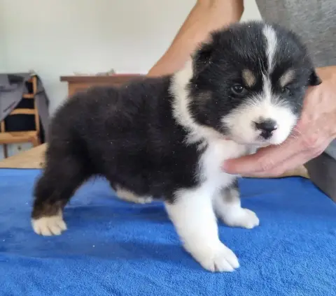 Berger Australien  Chiot N°2 Des Hirondelles Du Voyag dc553