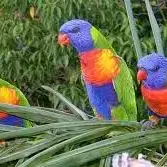 Loriquet De Swaisson