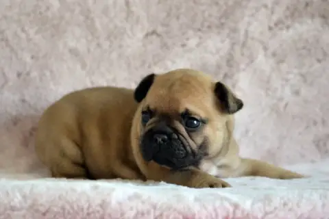 Bouledogue Français  Benson Cherry Des Loves Didi photo 2