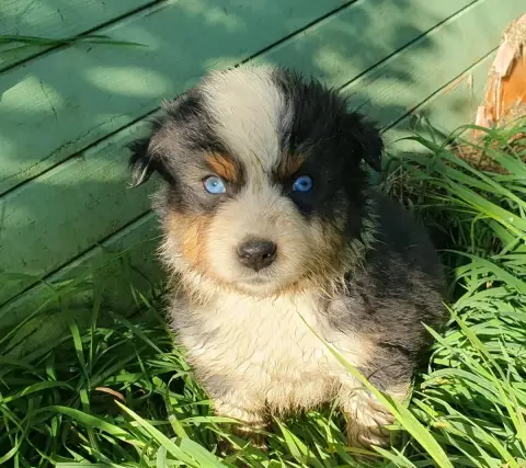 Berger Australien  Chiot N°5 De La Campagne De Poupie 375e5