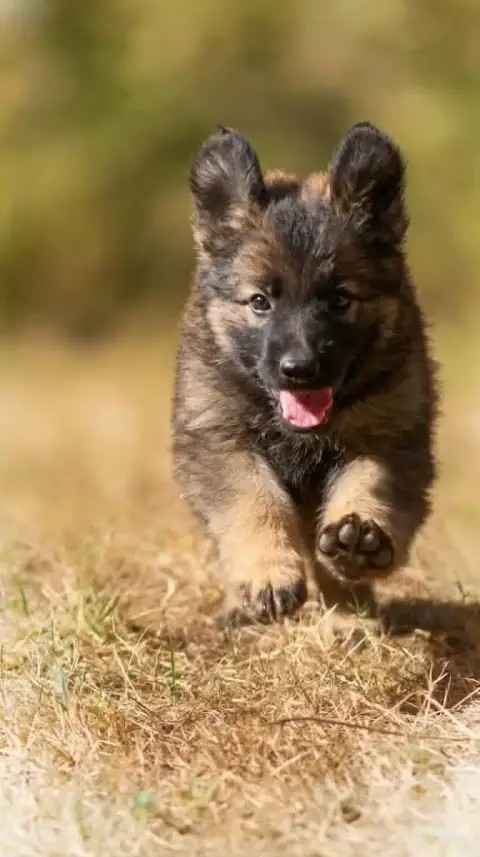 Berger Allemand  Chiot N°9 Au Royaume D'Une Nuit Etoi 6f648