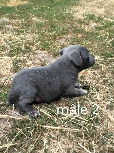 Staffordshire Bull Terrier 
                        C 1372c photo 3