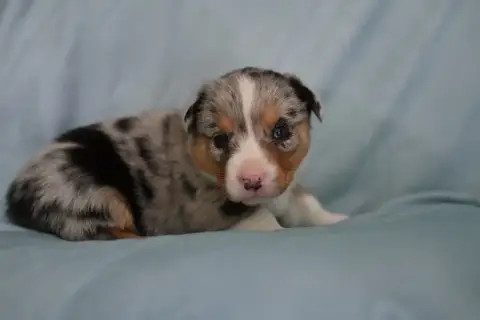 Welsh Corgi Cardigan  Betty Lou Of Arcadia’S Dream photo 2
