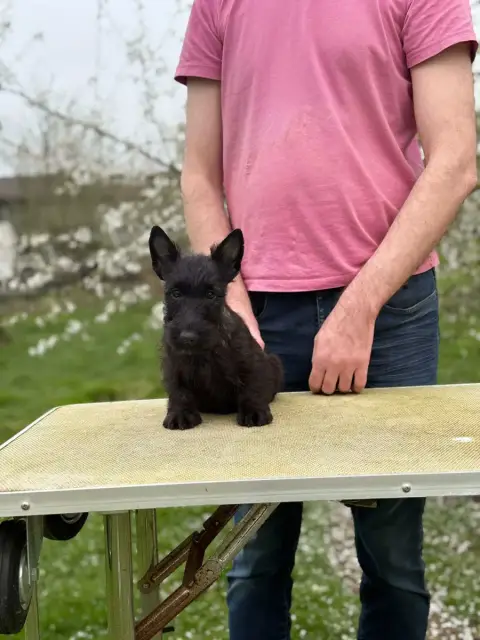 Scottish Terrier  Fille Bringée Foncée Gabéric'S