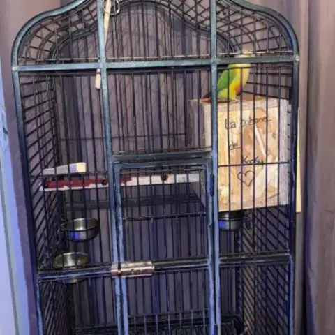 Conure Du Soleil