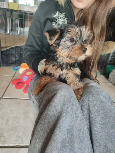 Yorkshire Terrier  Buck De La Vallee De Cande photo 2