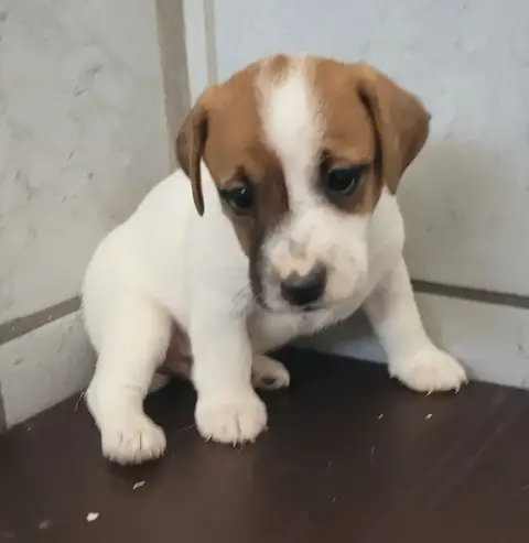 Jack Russell Terrier  Chiot N°2 Des Marais De Courmon 9108e