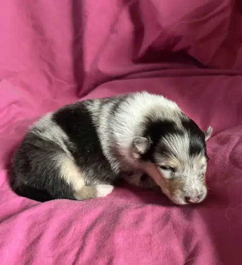 Colley À Poil Long  Chiot N°1 Du Paradis Des Peluches f2db0