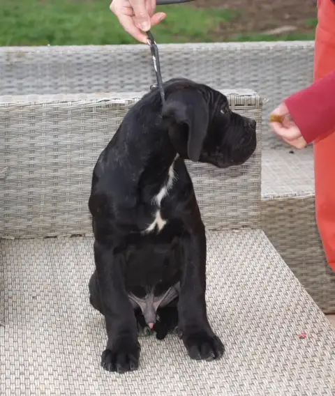 Cane Corso  Chiot 8 From Russians Traditions photo 2