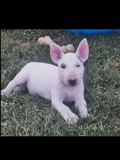Bull Terrier  Beverly Hills Tale Of Love photo 2