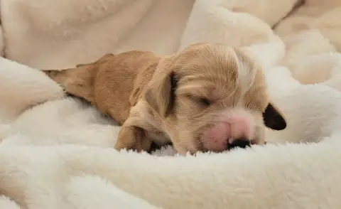 Cocker Spaniel Anglais  Biscotte photo 2