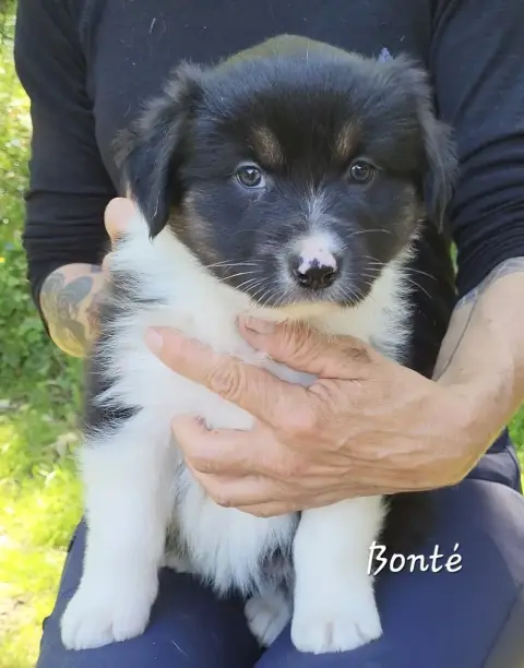 Berger Australien  Bonté photo 3