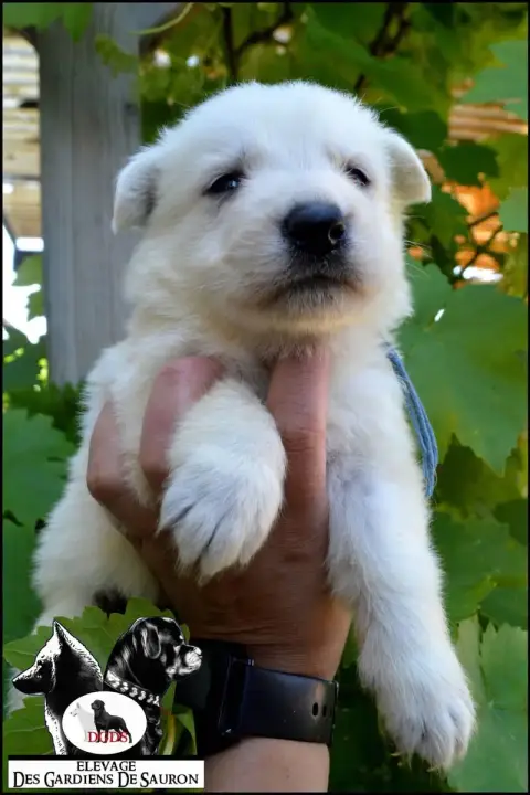 Berger Blanc Suisse photo 2