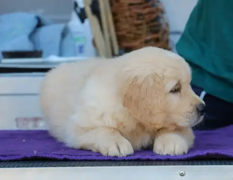 Golden Retriever  Chiot N°8 Vert De Windy'Stia photo 2