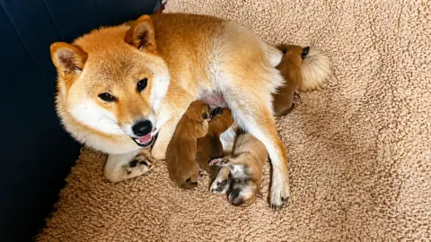 Shiba  Chiot 1 De La Baie De La Mancha