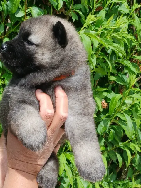 Eurasier  Chiot 6 L'Elevage Du Prince