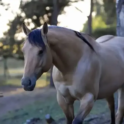 Etalon Quarter Horse Buckskin Dun
