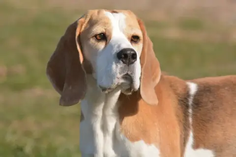 Beagle  Chiot 5 Des Crocs De Heurtevent photo 3