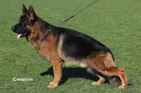 Berger Allemand  Chiot N°2 Du Domaine De Sanctae Cruc 4b24a photo 2