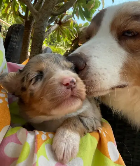 Berger Australien  Chiot 2 Bella De La Vallée De La F fa8fb