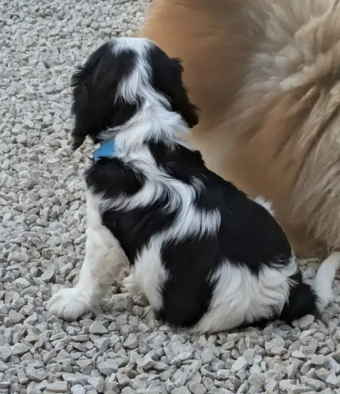 Cavalier King Charles Spaniel  Bounty Du Clan Des Bou 33a77 photo 3