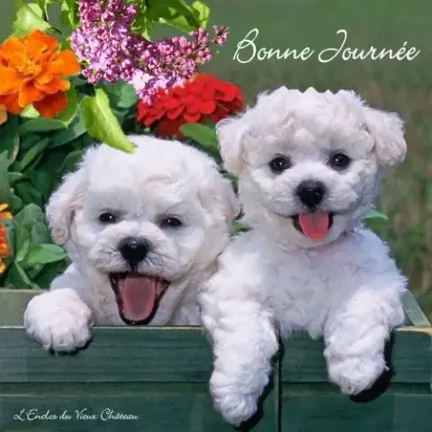 Adopter Chiot Femelle Bichon Disponible