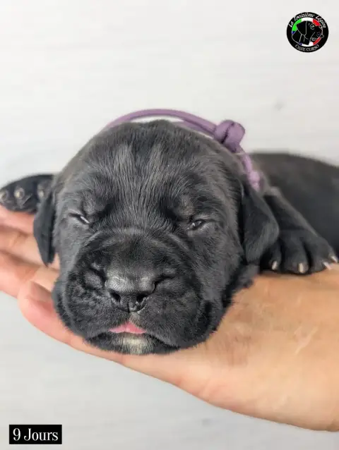 Cane Corso 
                        Collier Mauve De  9f0e6 photo 2