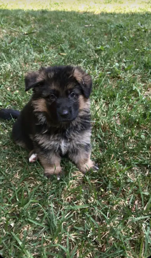 Berger Allemand  Chiot N°4 Vom Haus Novak