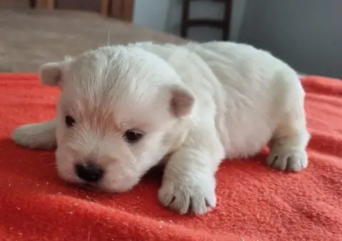 Adopter West Highland White Terrier  Chiot N°3 Des Hirondelle 40262