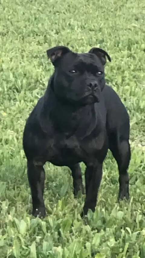 Staffordshire Bull Terrier  B...... Juste Little Ange f2783 photo 3