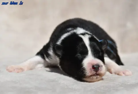 Laika De Iakoutie  Chiot 5 Des Legendes De Retz