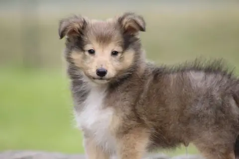 Shetland Sheepdog  Chiot N°2 De L'Angelarde photo 2