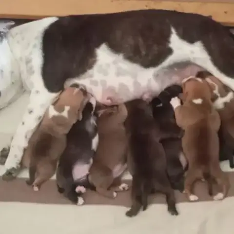 Staffie Chiots