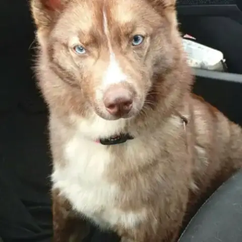 Pomsky