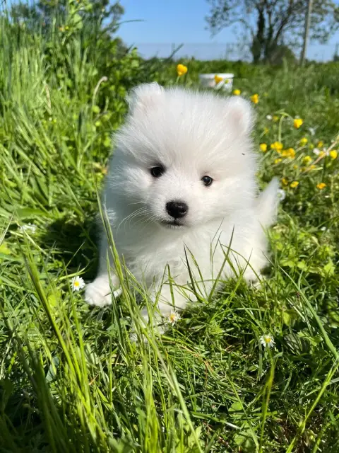 Spitz Japonais  Chiot N°7 De Jerrie Black