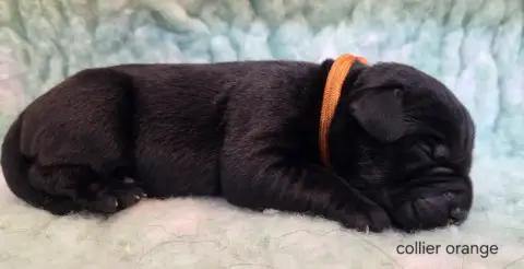 Labrador Retriever  Collier Orange Du Gardien Des Aul e9428