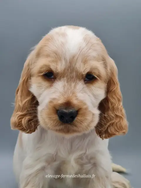 Cocker Spaniel Anglais  Baya Du Mont De La Chenaie