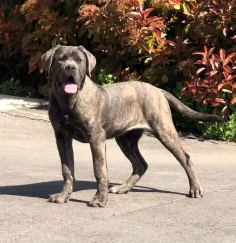 Cane Corso  Collier Violet Des Abysses De Némésis photo 3