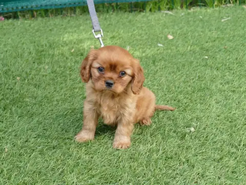 Cavalier King Charles Spaniel  Chiot N°1 Du Temps Des 41e8e