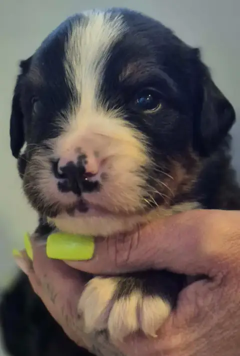 Bouvier Bernois  Chiot Marron De La Lumière D'Eden