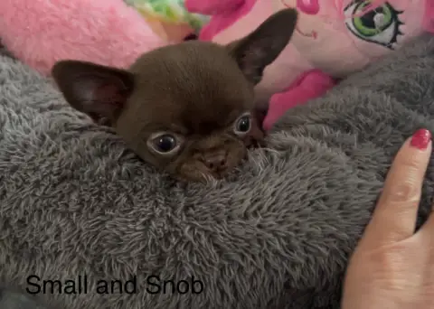 Chihuahua  B Paloma Small And Snob