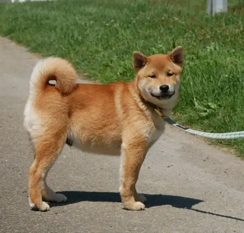 Shiba  Bandit De La Source Des Rochettes