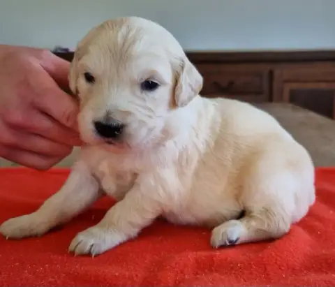 Golden Retriever  Chiot N°8 Des Hirondelles Du Voyage 7d598