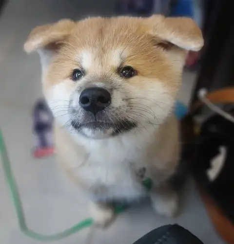 Akita  Aru Ochadosan